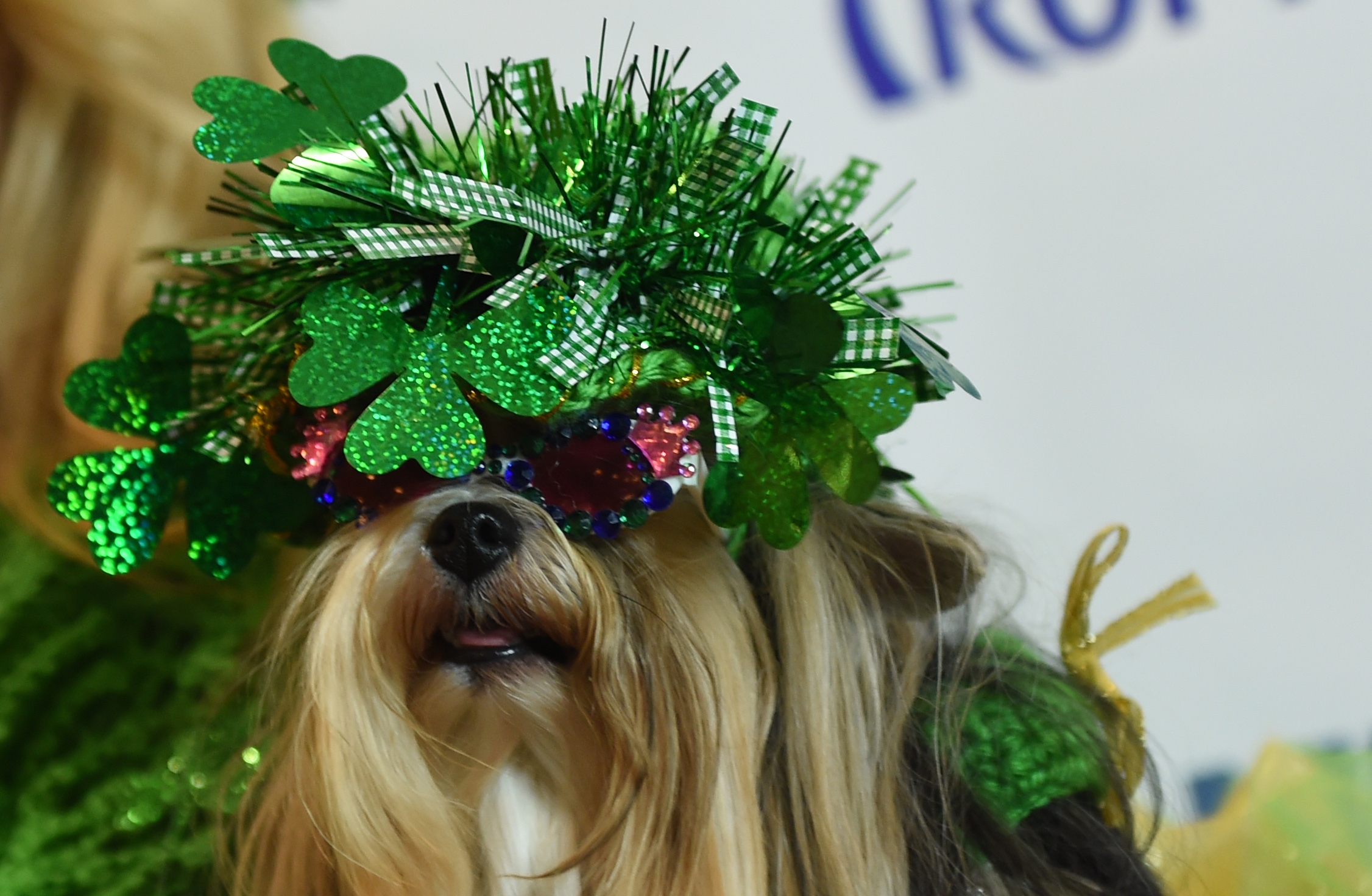 PHOTO: A dog dressed in the fashion of Ireland poses during the 14th Annual New York Pet Fashion Show, Feb. 9, 2017.