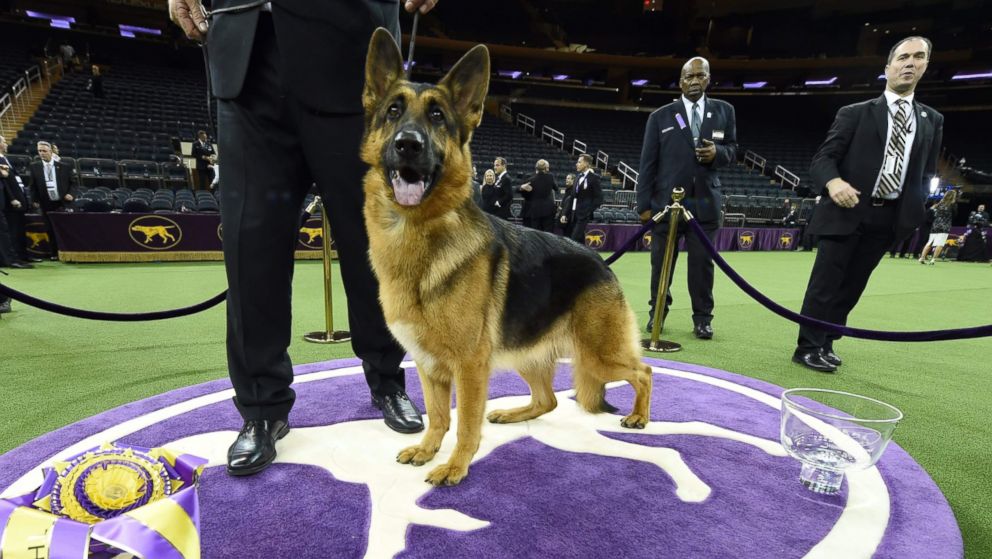 PHOTO: Rumor, a German shepherd, stands next to Kent Boyleshis, the handler after it won "Best in Show" at the Westminster Kennel Club 141st Annual Dog Show in New York, Feb. 14, 2017. 