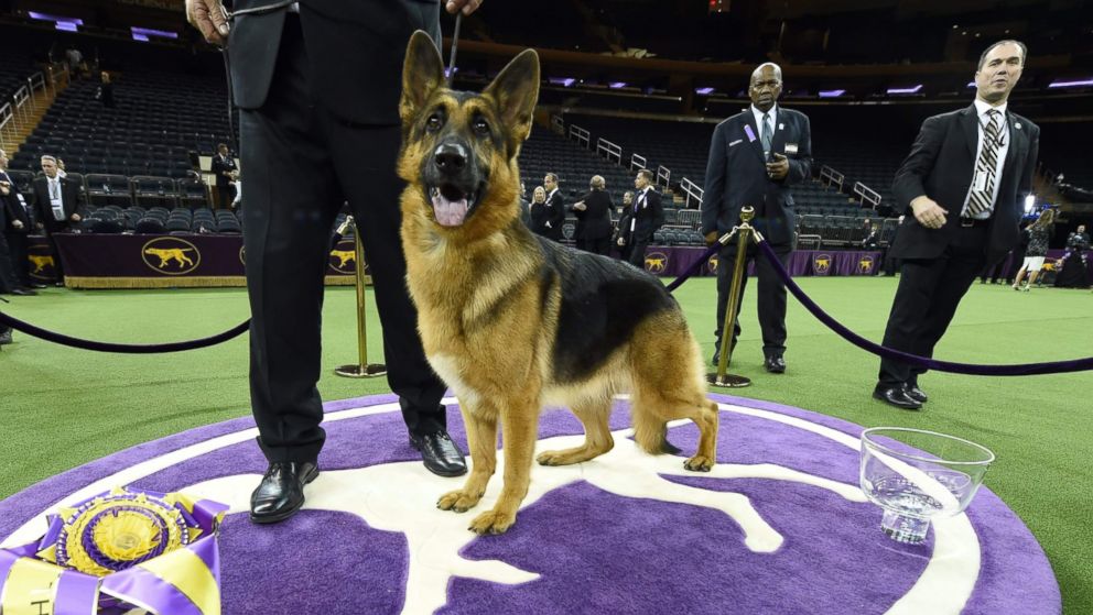 westminster dog show german shepherd