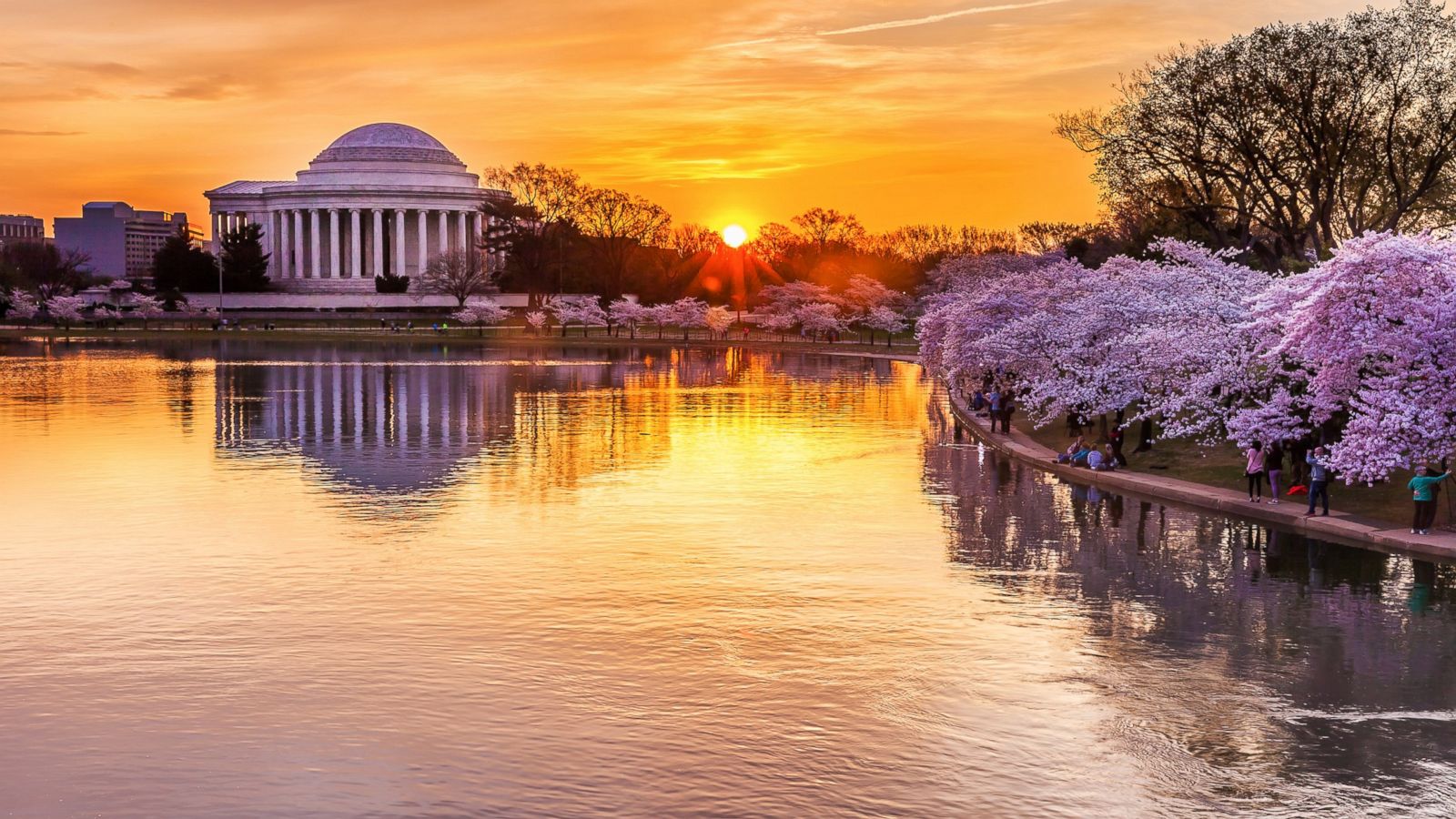The Story of the Washington DC Cherry Blossoms 