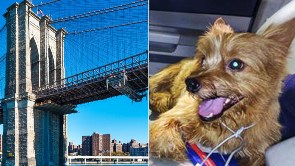 Garrick Quinones, 52, of Staten Island, New York, stopped his limousine in early June to save a tiny dog on the Brooklyn Bridge.