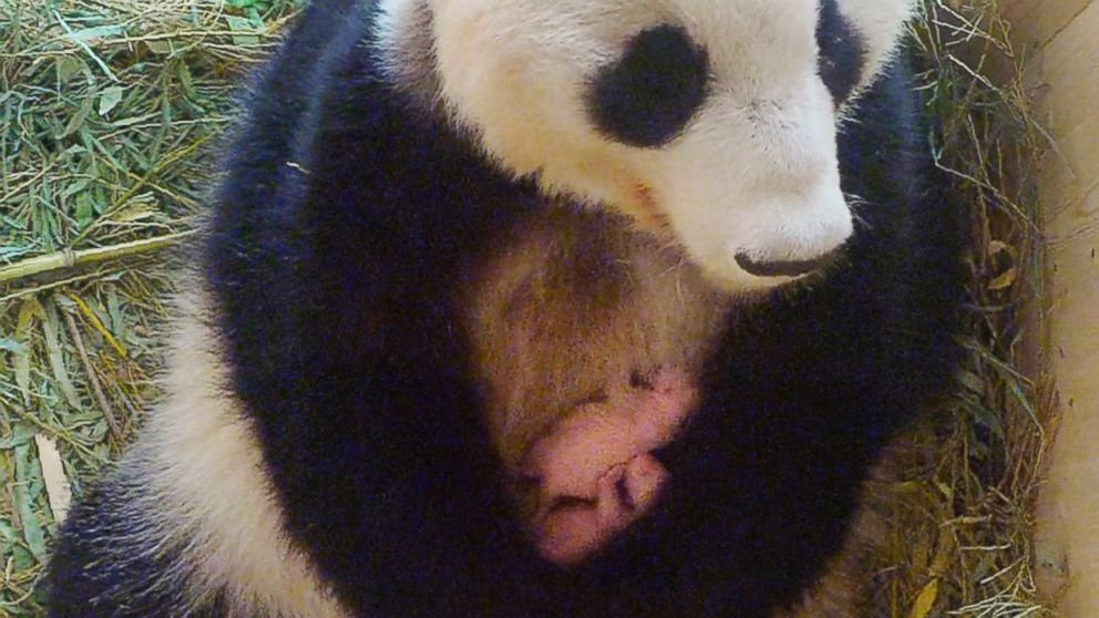 Giant Panda Surprises Vienna Zoo With Twins After Keepers Find Extra