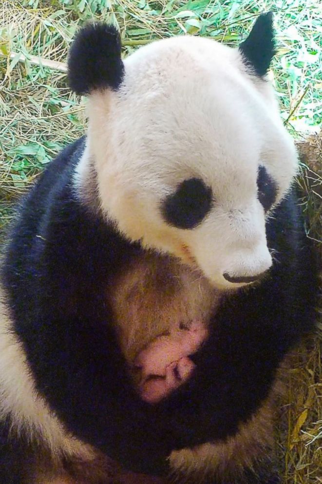 PHOTO: This handout picture taken on Aug. 15, 2016, by the Tiergarten Schonbrunn zoo in Vienna, shows a video grab of panda mother Yang Yang holding her twins.