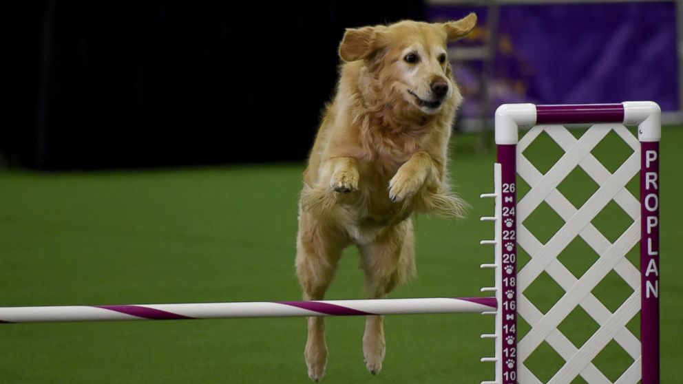 PHOTO:A Golden Retriever runs the agility course during the agility ring during the 3rd Annual Masters Agility Championship,  Feb. 13, 2016, in New York, at the 140th Annual Westminster Kennel Club Dog Show.