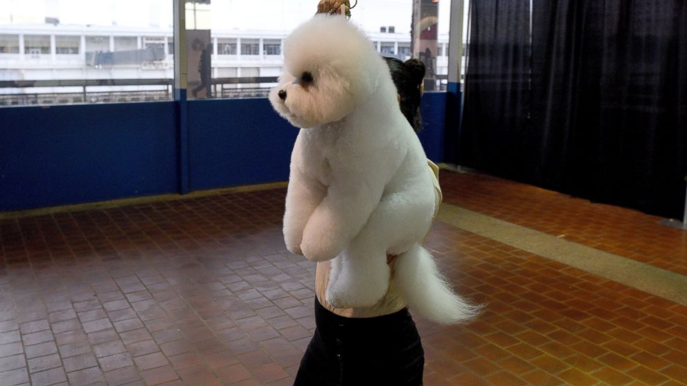 A Bichon Frise is seen in the judging area, Feb. 15, 2016, in New York during the first day of competition at the Westminster Kennel Club 140th Annual Dog Show.  