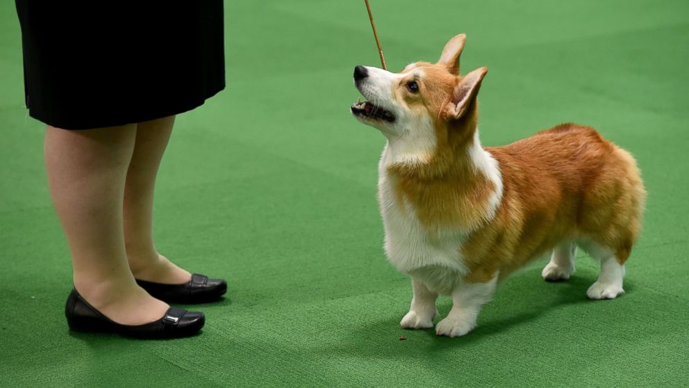 PHOTO:A Pembroke Welsh Corgi is seen in the judging area, Feb. 15, 2016, in New York during the first day of competition at the Westminster Kennel Club 140th Annual Dog Show. 