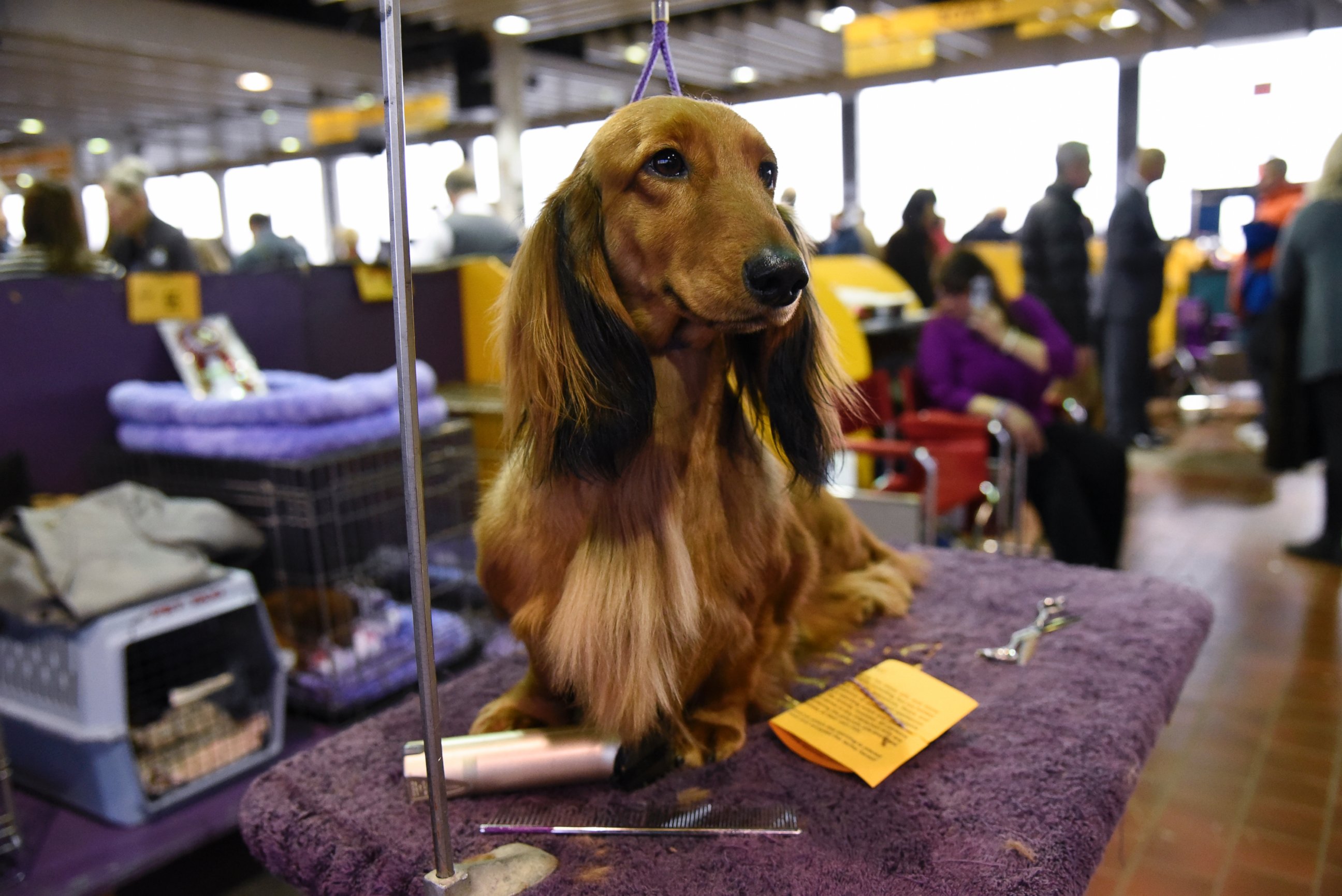 PHOTO:A Long Haired Dachshund waits in the grooming area during the first day of competition at the Westminster Kennel Club 140 Annual Dog Show, Feb. 16, 2016, in New York.  