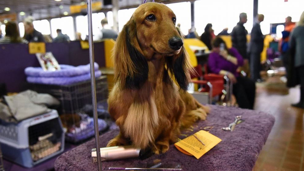 PHOTO:A Long Haired Dachshund waits in the grooming area during the first day of competition at the Westminster Kennel Club 140 Annual Dog Show, Feb. 16, 2016, in New York.  