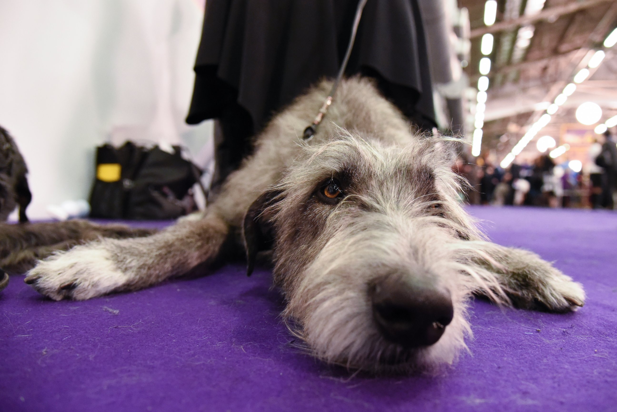 PHOTO:An Irish Wolfhound waits in the grooming area during the first day of competition at the Westminster Kennel Club 140 Annual Dog Show, Feb. 16, 2016, in New York. 