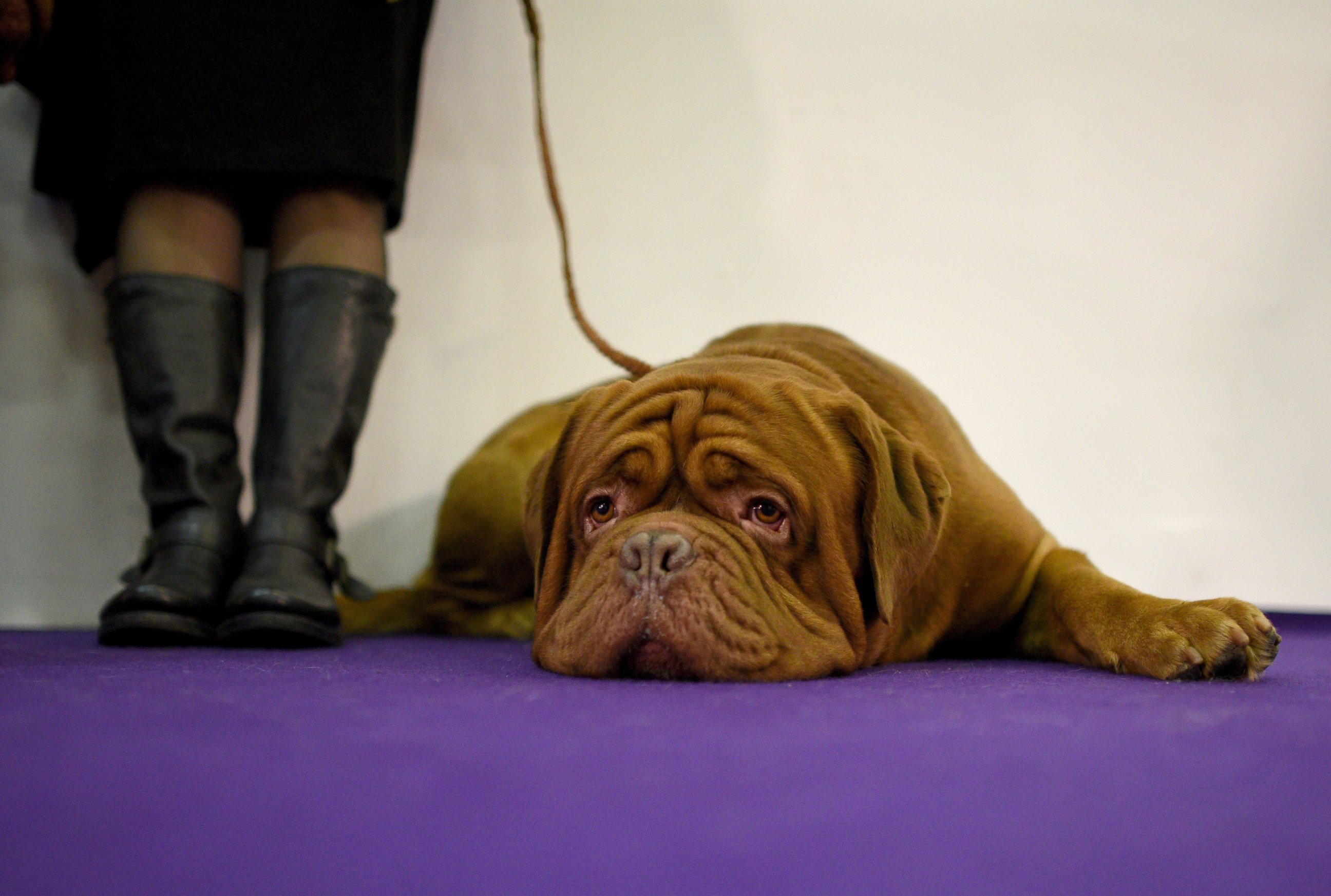 PHOTO:A Dogue de Bordeaux in the competition area, Feb. 16, 2016, in New York during Day Two of competition at the Westminster Kennel Club 140th Annual Dog Show.  