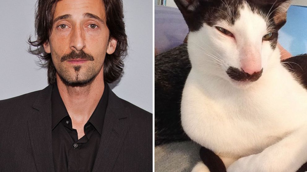 PHOTO: Stache the cat is thought to resemble Adrien Brody.