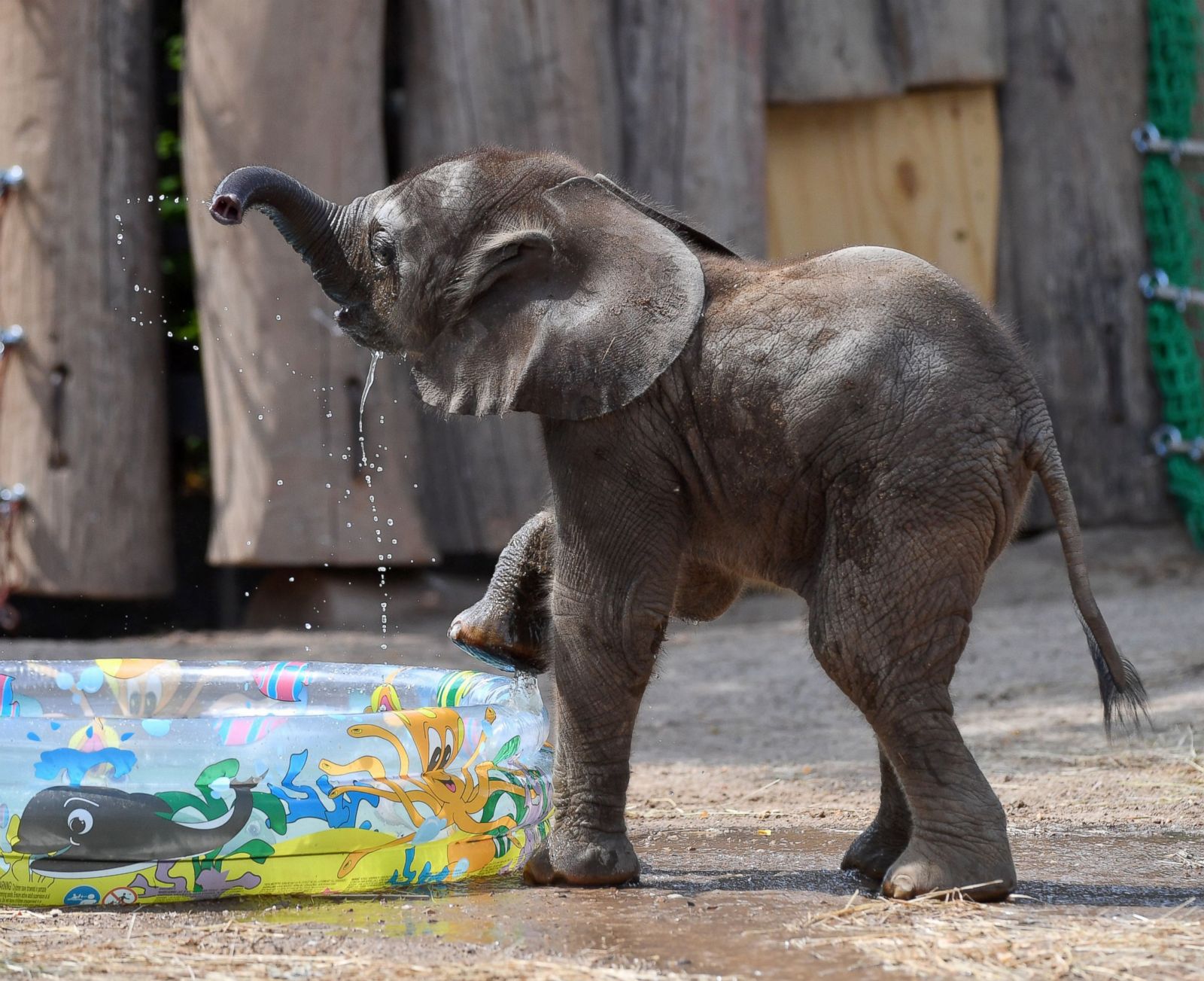 Baby Elephant Plays With Water Picture Cutest Baby Animals From