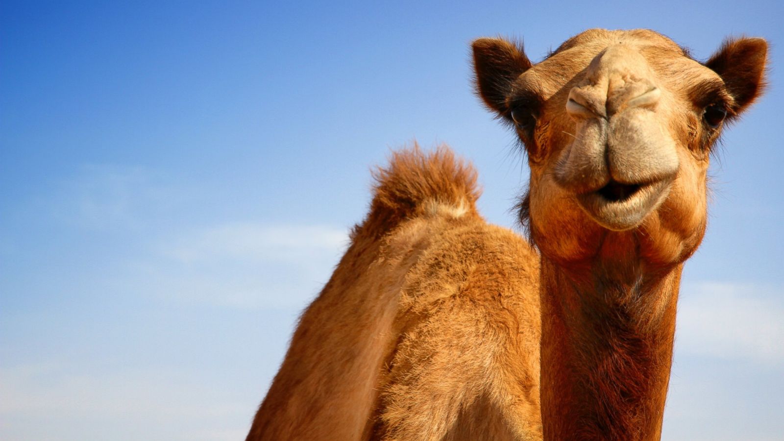 Got Camel Milk Alternative Dairies Gain Popularity Around Country Abc News