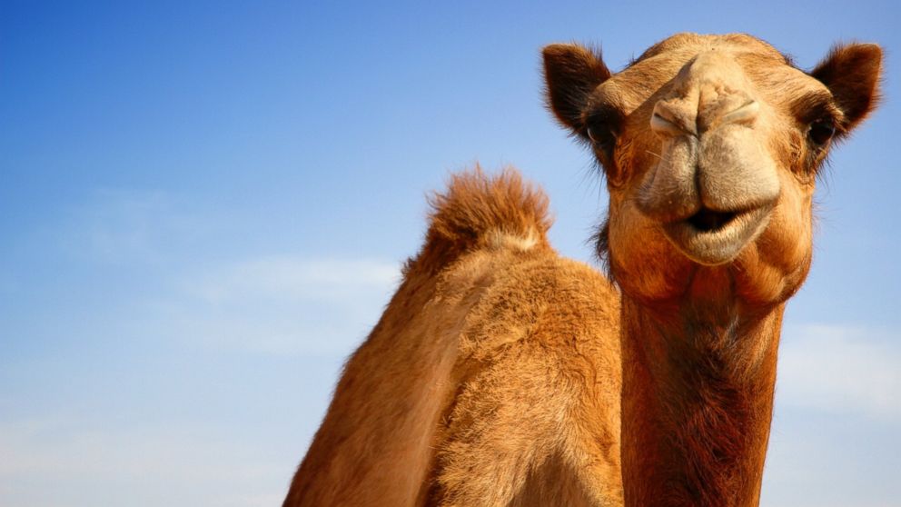 A camel is pictured in this stock photo.