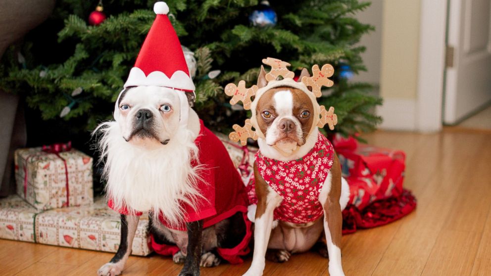 The American Pet Products Association predicts people will shell out more money than ever before on their four-legged and feathered friends this holiday season.