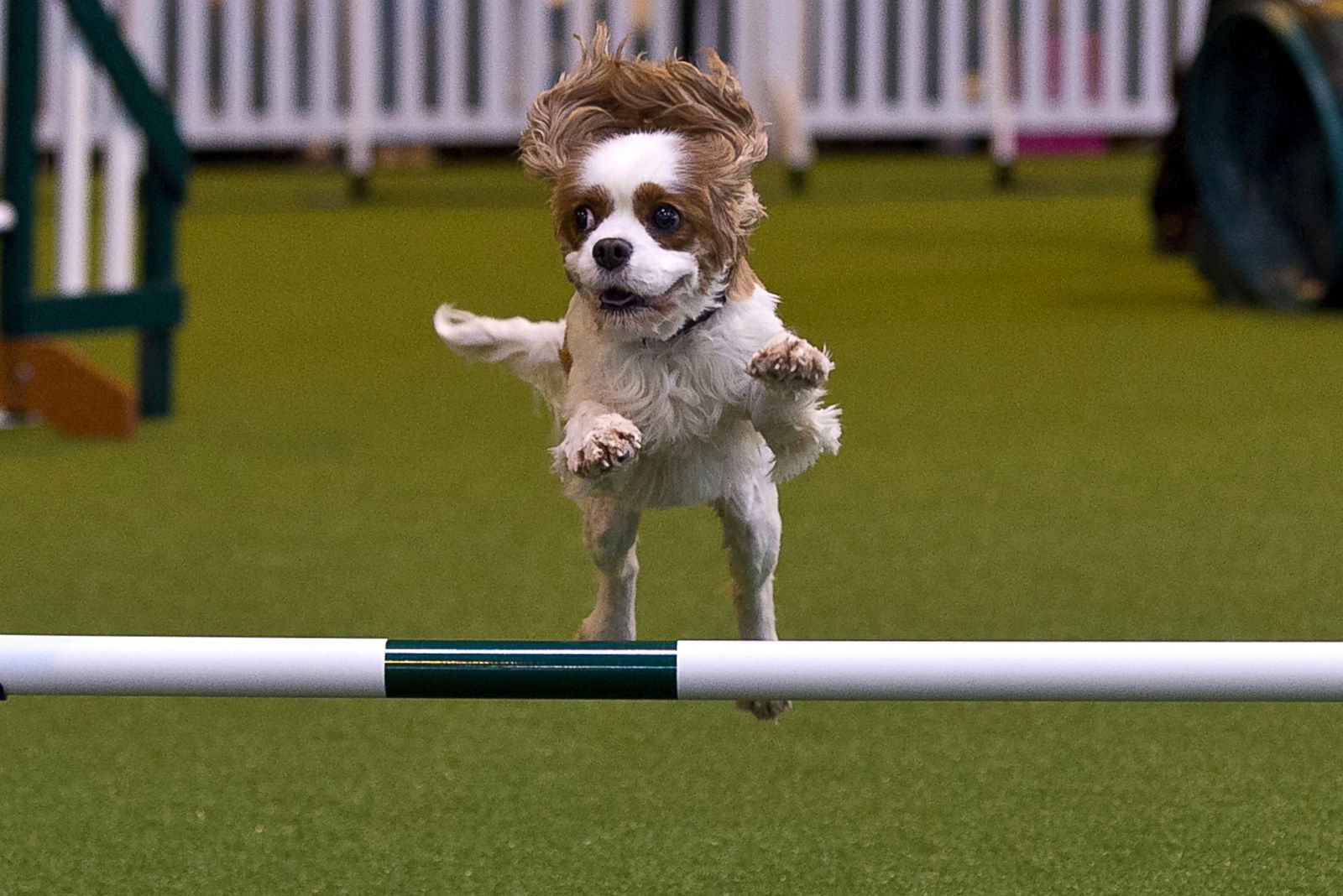 125th Annual Crufts Dog Show Photos | Image #191 - ABC News