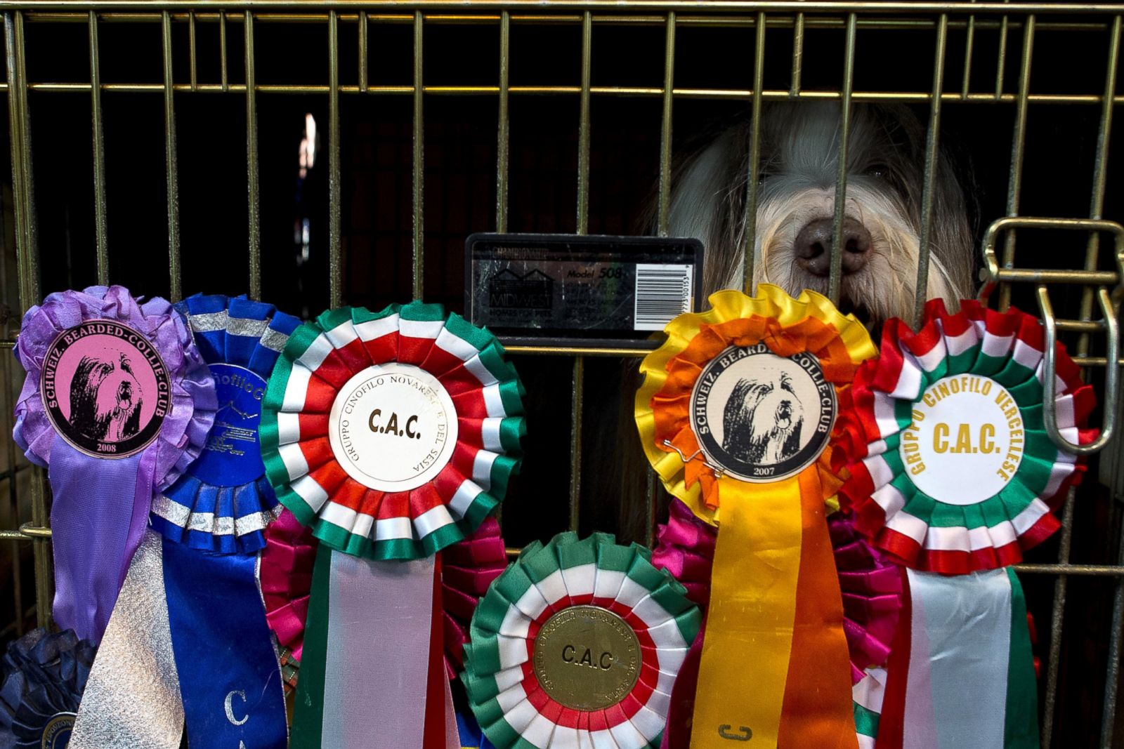 125th Annual Crufts Dog Show Photos Image 21 ABC News