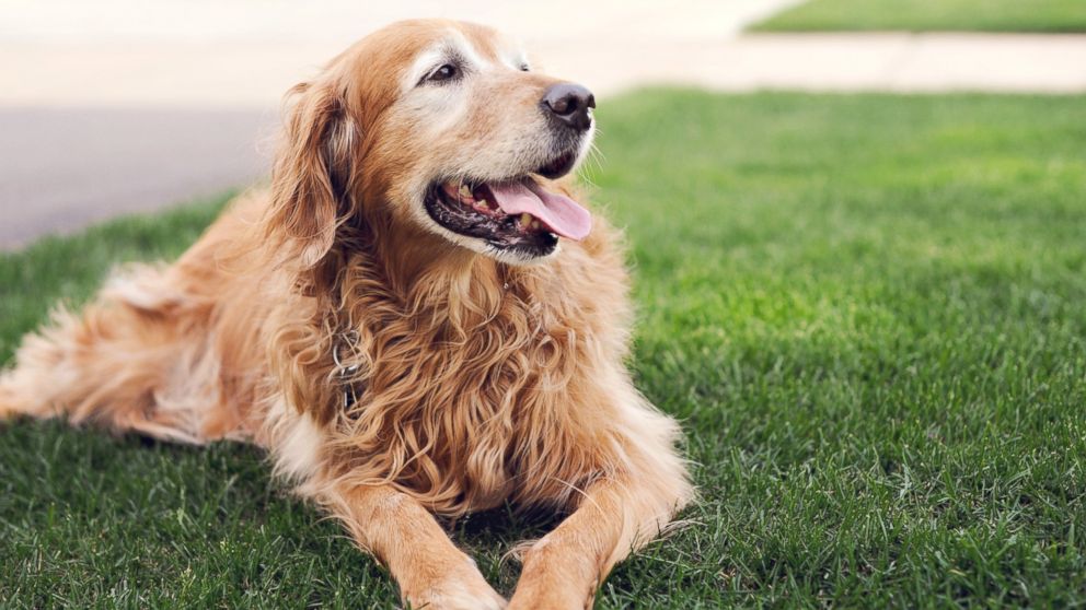 Summer DIY: freezing your dog's toys in ice can help him stay cool