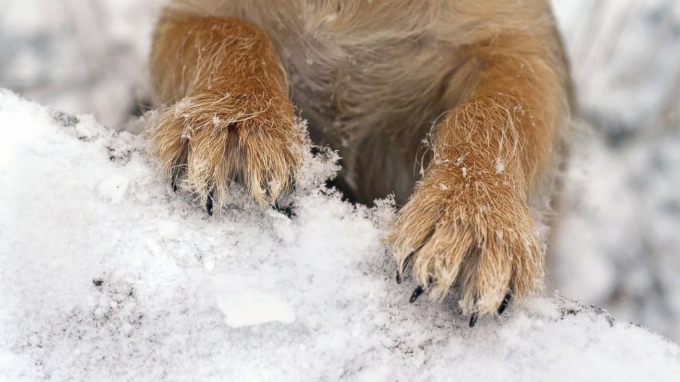 Dog store cold feet