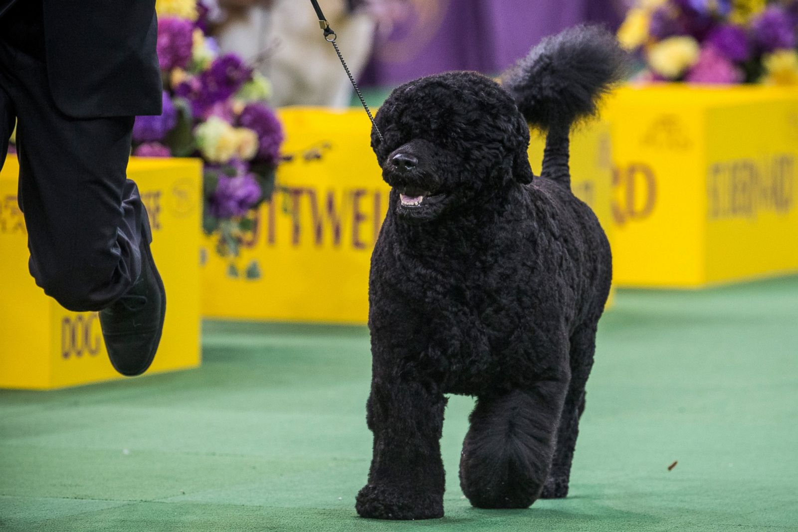 The 2015 Westminster Kennel Club Dog Show Photos - ABC News