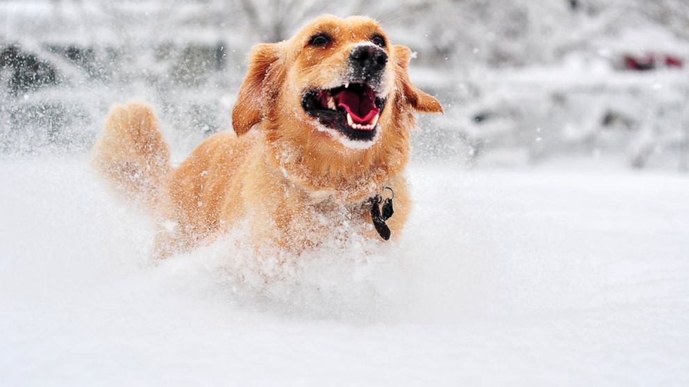"Dogs need outside exercise, but only for limited periods to avoid frostbite on the nose and ears," says Dr. George Melillo, Northeast regional medical director for Banfield Pet Hospital.