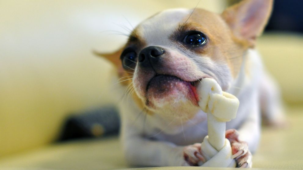 PHOTO: Proponents of dental dog treats claim that regular chewing can increase the health of a pet's teeth without manual brushing.