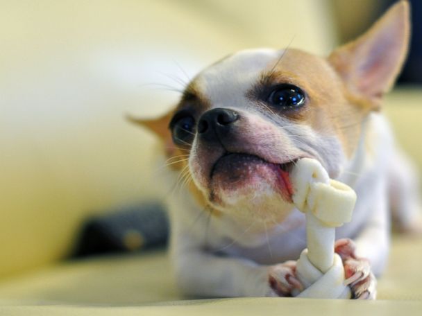diy dog dental chews