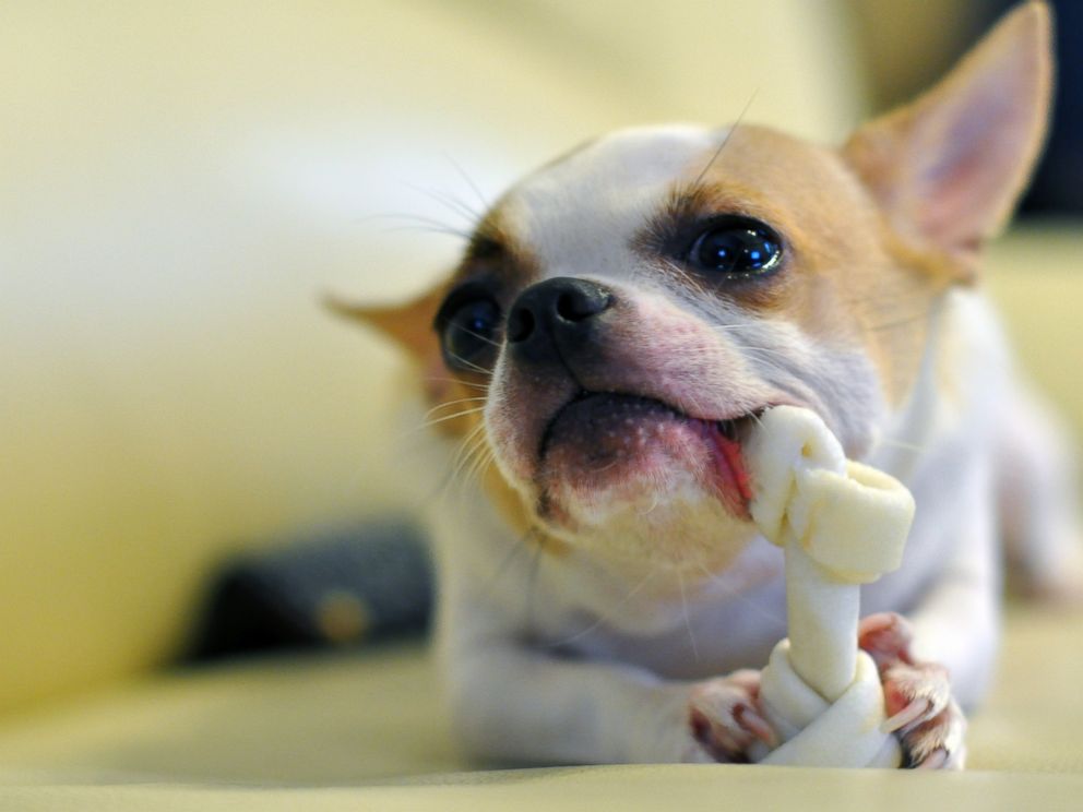 New Dental Dog Treats Claim to be Just
