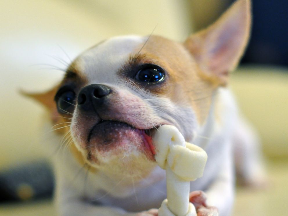 New Dental Dog Treats Claim to be Just