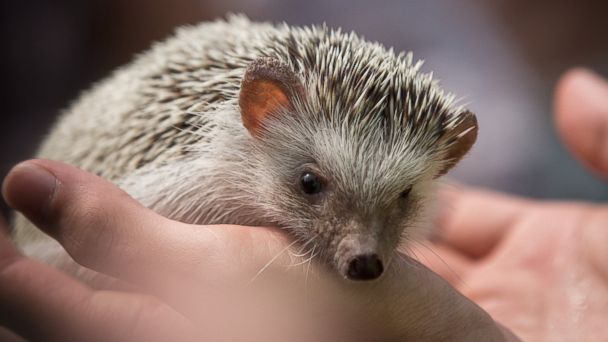 Hedgehogs Spike in Popularity as Pets - ABC News