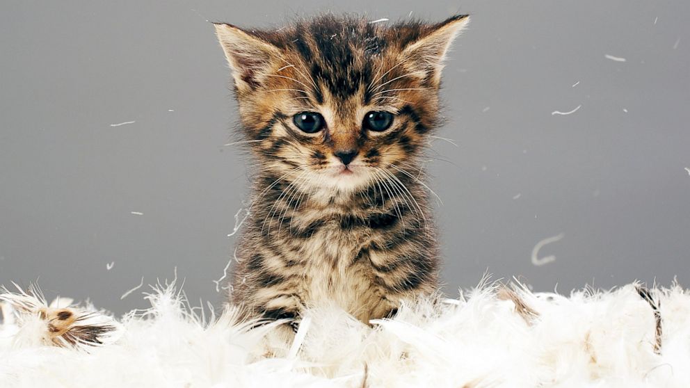 Kitten surrounded by feathers.