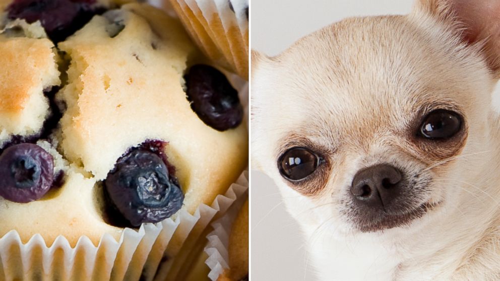 PHOTO: A meme comparing animals to food has gone viral.