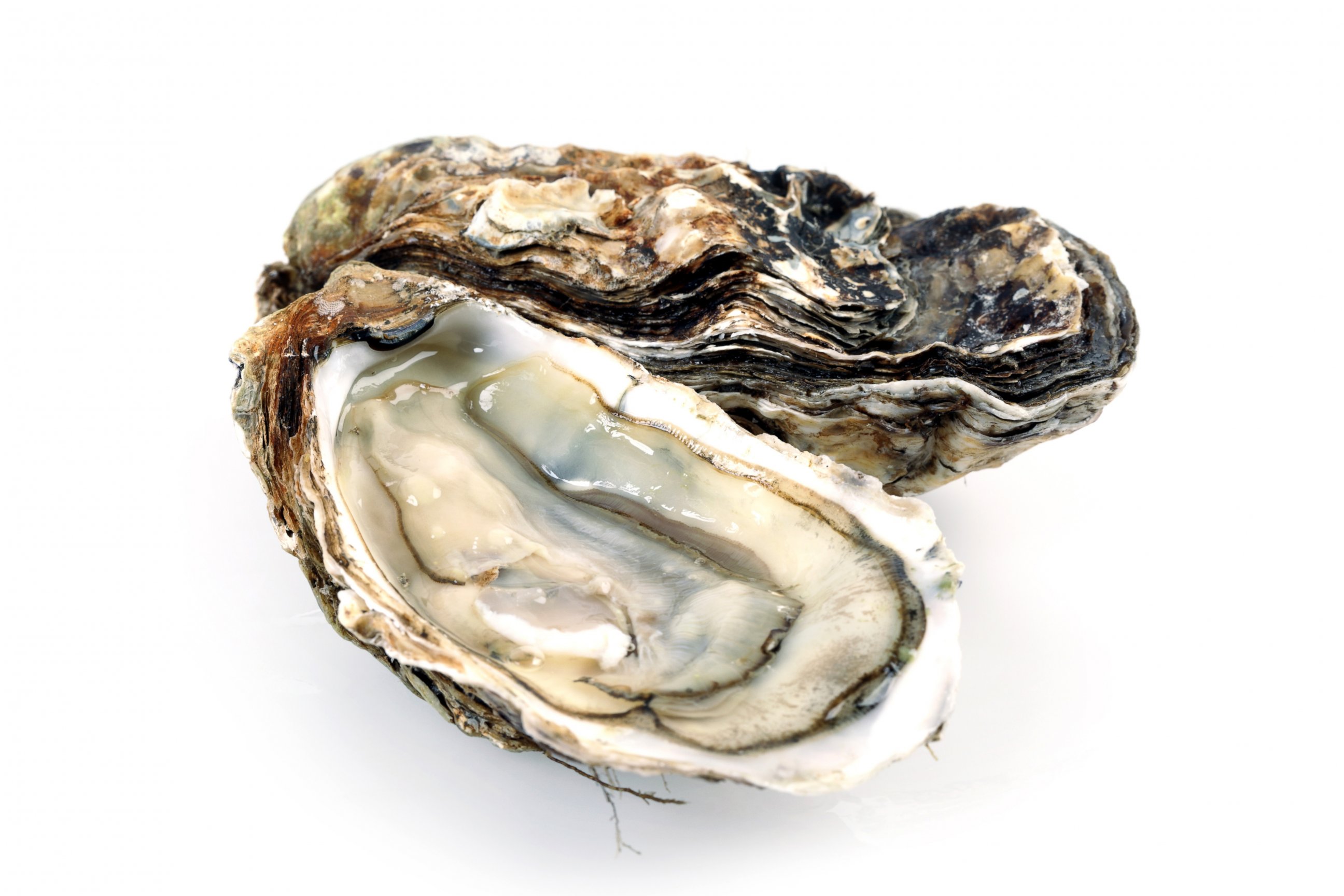 PHOTO: Oysters are an aphrodisiac.