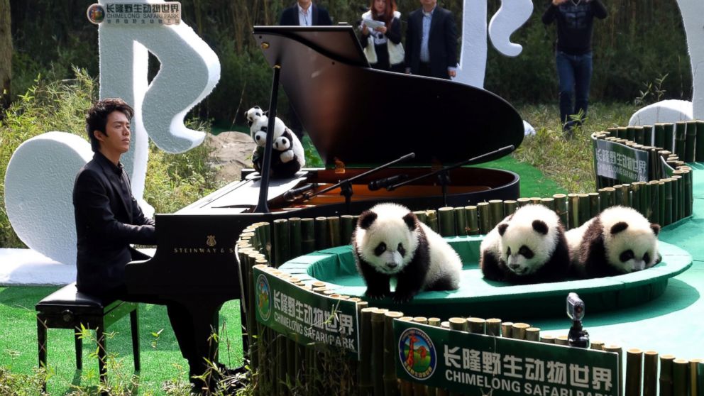 Yundi Li plays piano for the world's only live panda triplets, Dec. 15, 2014 in Guangzhou, China.