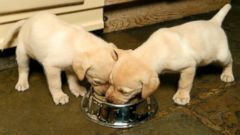 New Pet Food Options Take a Page from Human Food Trends - ABC News