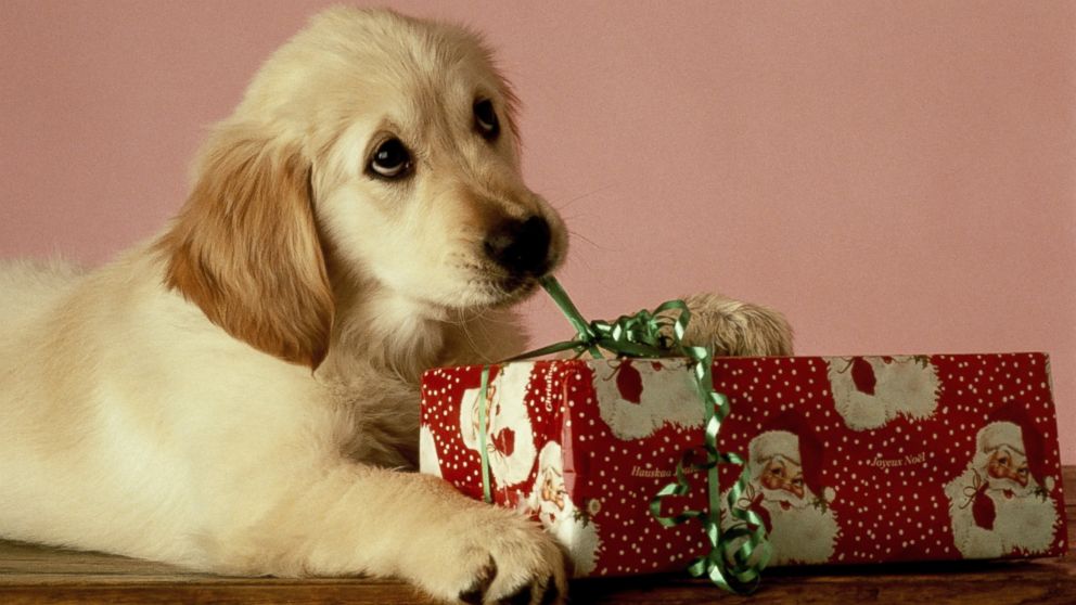 Cute Pets Unwrapping Presents Go Viral After Christmas - ABC News