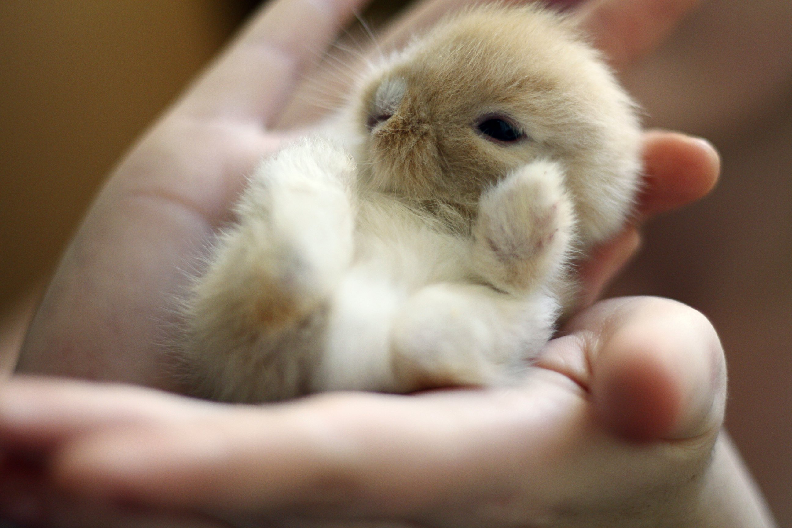Большие и маленькие кролики. Милые зайчики. Маленькие кролики. Маленькие крольчата. Маленький зайчик.