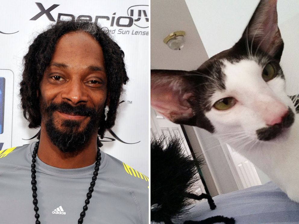 PHOTO: Stache the cat is thought to resemble Snoop Lion.