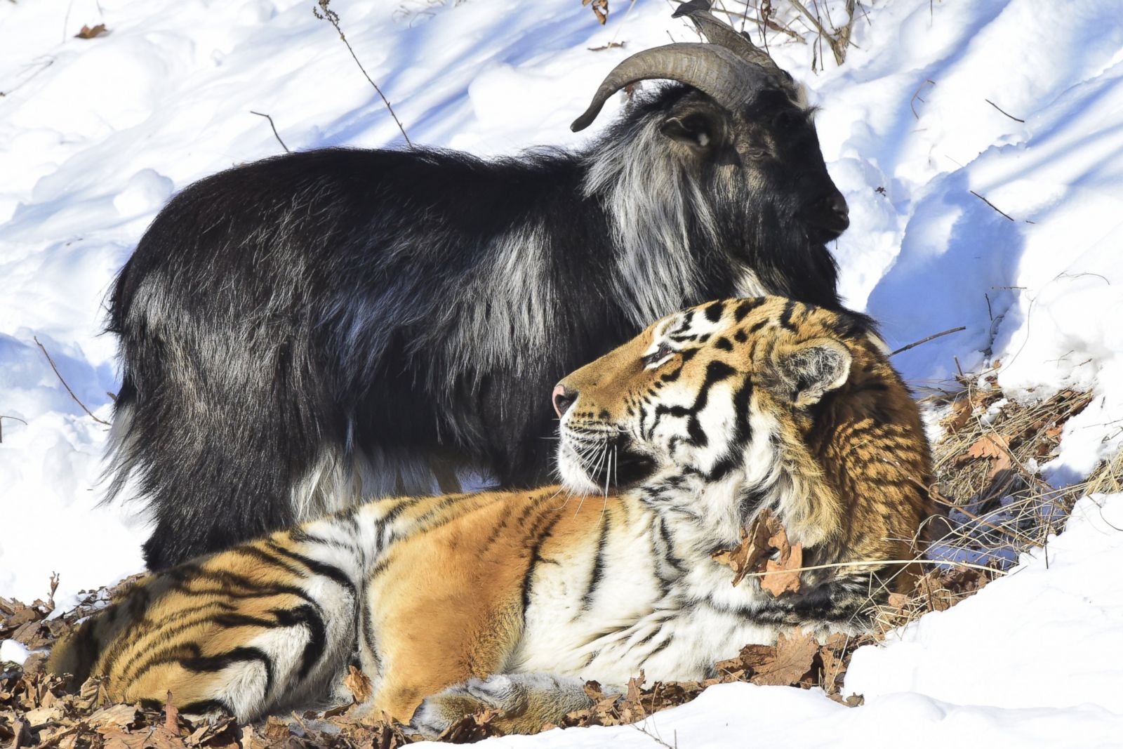 a-tiger-and-a-goat-chill-out-in-the-snow-picture-animal-kingdom-s-odd