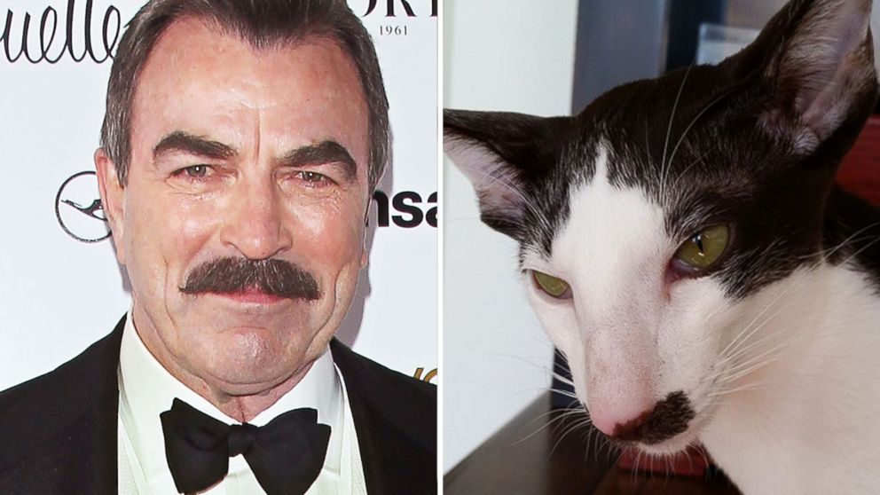 PHOTO: Stache the cat is thought to resemble Tom Selleck.