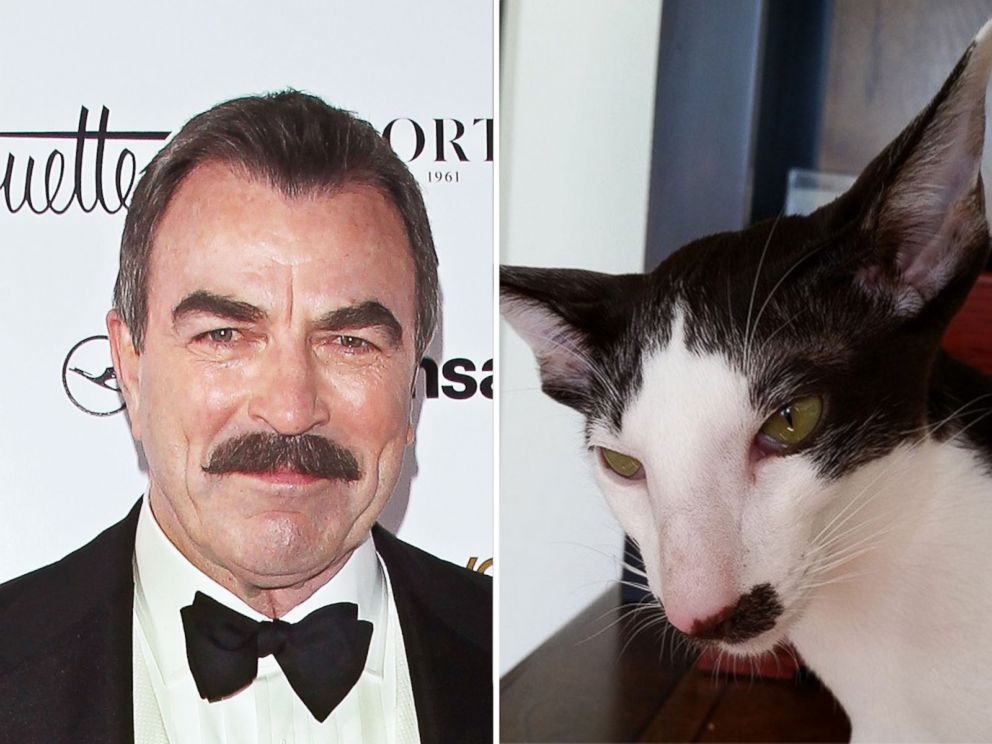 PHOTO: Stache the cat is thought to resemble Tom Selleck.