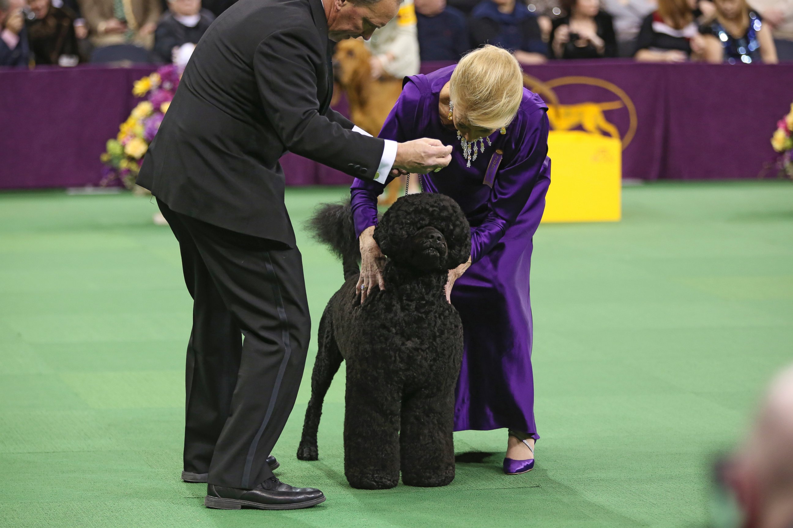 PHOTO: Matisse, a Portuguese Water Dog, at Madison Square Garden in New York, Feb. 11, 2014.