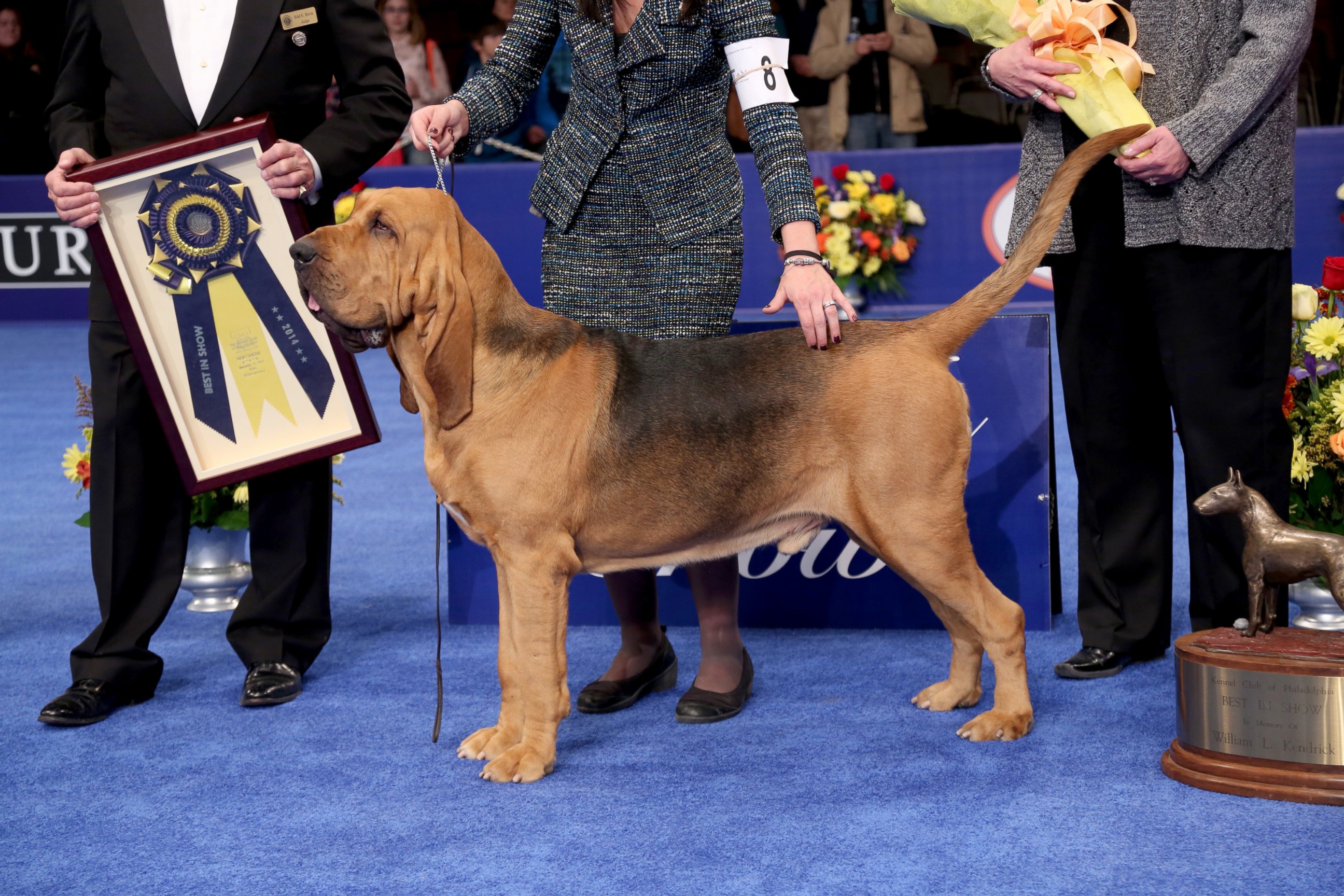 PHOTO: Nathan, 4 year-old male Bloodhound, at the 2014 National Dog Show Presented by Purina.