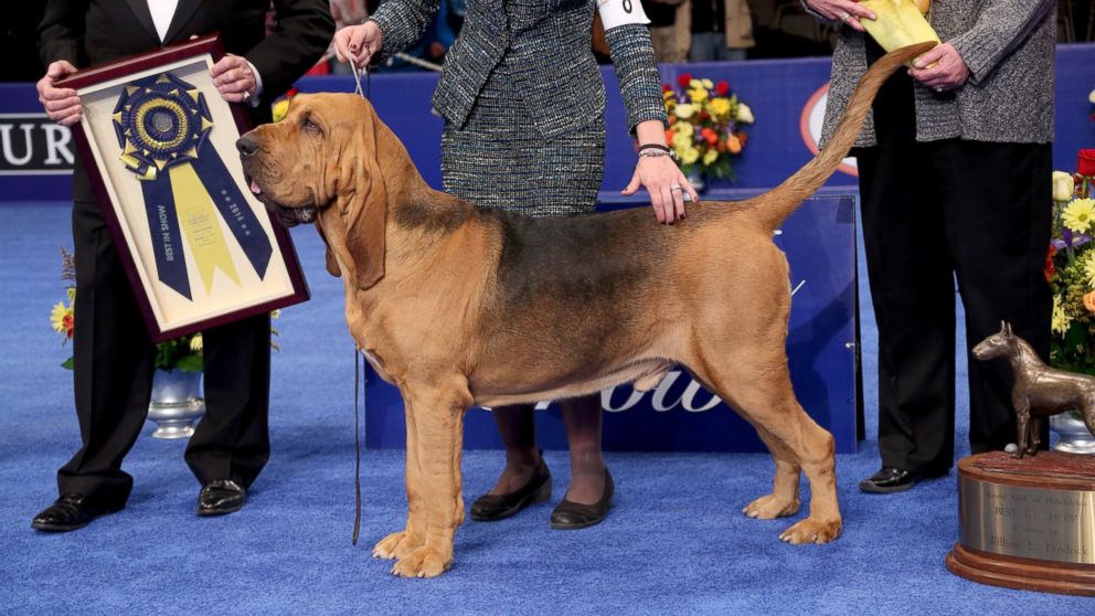 Westminster Kennel Club Show Top 5 Dogs To Look Out For Abc News