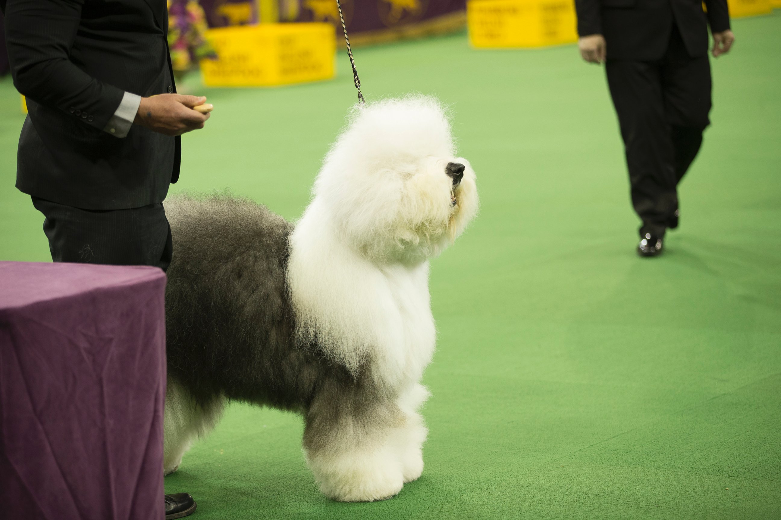 PHOTO: Swagger, the Old English Sheepdog, at Madison Square Garden in New York, Feb. 10, 2014.