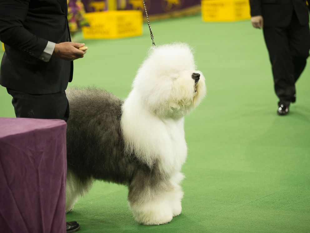 eukanuba dog show 2017 eukanuba dog show 2017