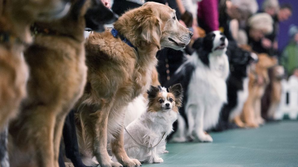 Dogs compete in the obedience competition line up for judges during the annual Westminster Kennel Club dog show at Madison Square Garden, Feb. 15, 2016, in New York City.