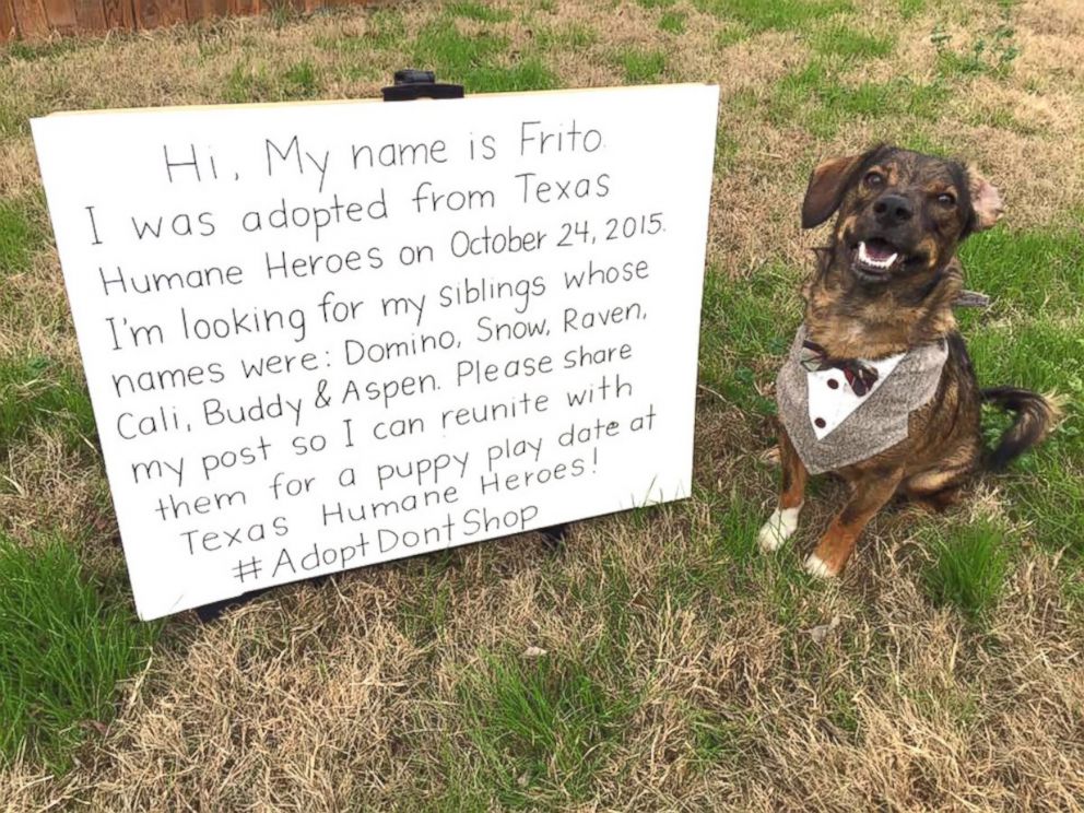 PHOTO: Adopted dog, Frito, to be reunited with all his biological siblings on Feb. 18,, 2017.