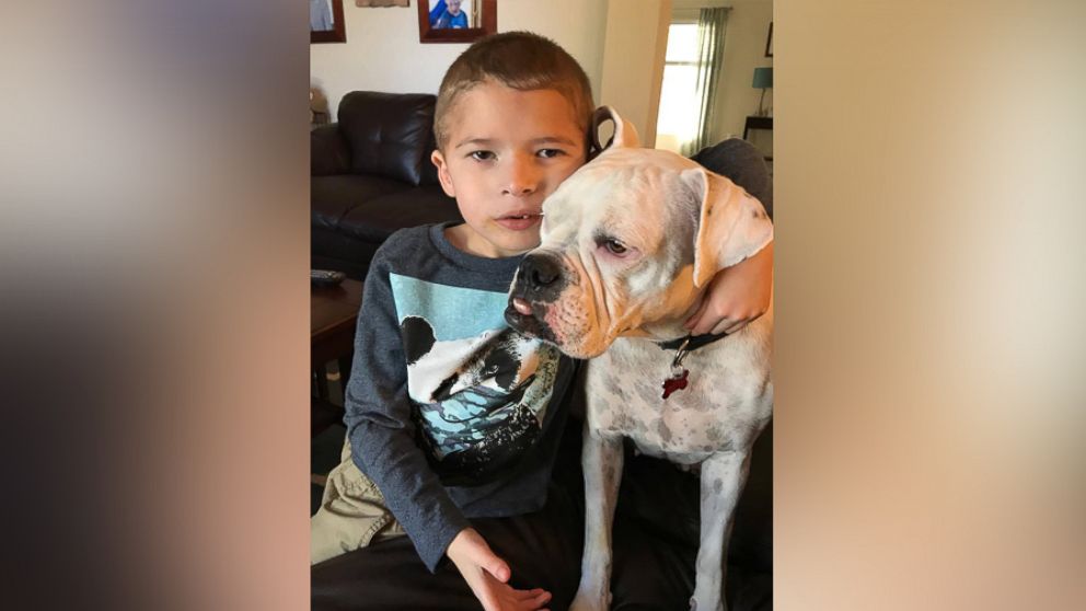 PHOTO: Connor Guillet, 6, who is non-verbal, has developed a special friendship with Ellie, a deaf boxer in Cocoa, Florida.
