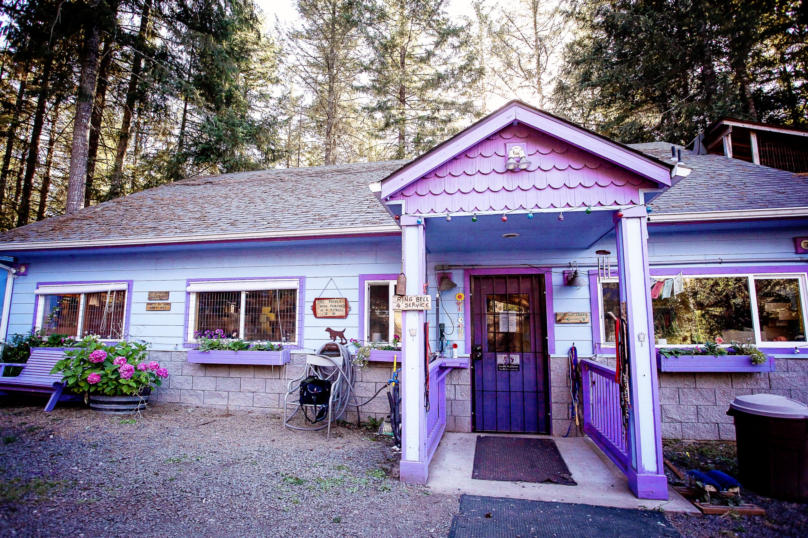 PHOTO: Liesl Wilhardt, founder of Luvable Dog Rescue in Eugene, Oregon, builds colorful cottages for her shelter dogs.
